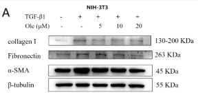 alpha-SMA Antibody - Figure 3.