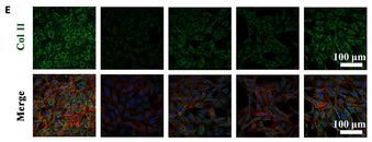 Collagen II Antibody - Fig.