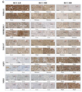 SH3BGRL3 Antibody - Figure 5.