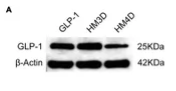 Glucagon Antibody - Figure 6.