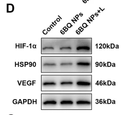 VEGFA Antibody - Fig.