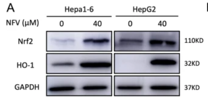 HO-1 Antibody - Fig.