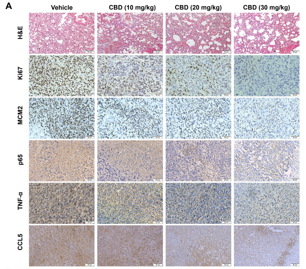 TNF alpha Antibody - Fig.