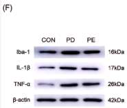 IL1 beta Antibody - Figure 3.