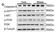 Phospho-PI3K p85 (Tyr458)[Tyr467]/p55 (Tyr199) Antibody - FIGURE 2 The effects of the 2-week chronic stress on the production of reactive oxygen species (ROS) and adipose remodeling.