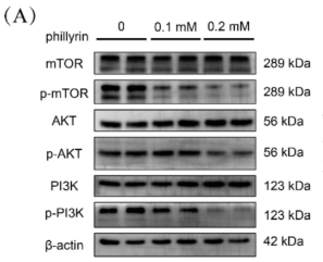 Phospho-mTOR (Ser2448) Antibody - FIGURE 8 Phillyrin inhibits the PI3K/AKT/mTOR signaling pathway.