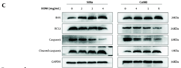 Caspase 3 Antibody - Figure 6.