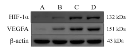 beta Actin Antibody - Fig.