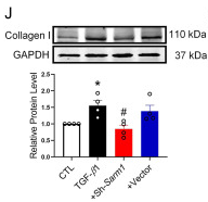 Collagen I Antibody - Figure 2.