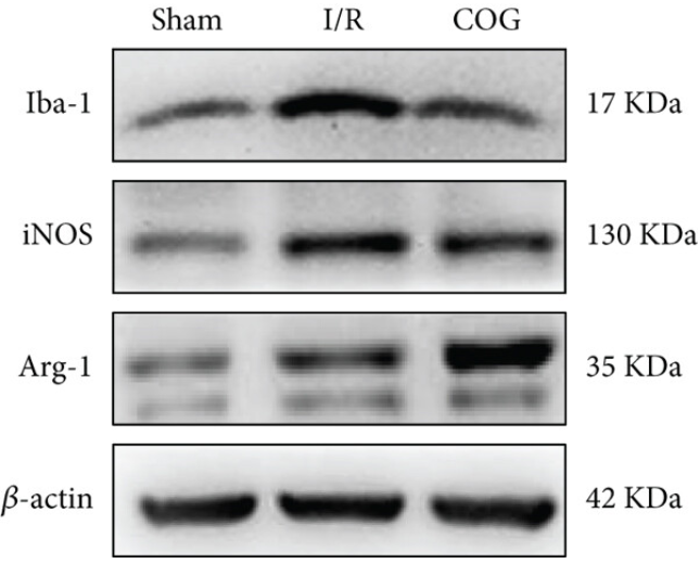iNOS Antibody - Figures 6.