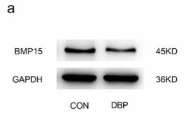 BMP15 Antibody - Fig.