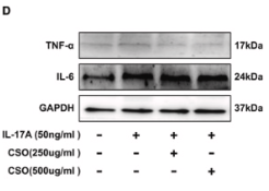 IL6 Antibody - Fig.