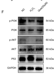 PI3K p85 alpha Antibody - FIGURE 4 Quercetin regulated apoptosis-related mRNA and protein expression of H2O2-induced KGN cell.