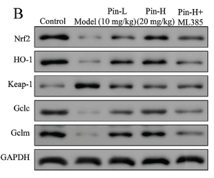 GCLM Antibody - Fig.
