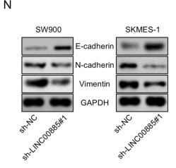 E-cadherin Antibody - Fig.
