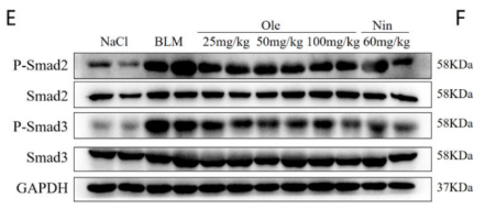 Phospho-Smad3 (Ser423+Ser425) Antibody - Figure 4.