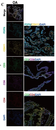 CDH11 Antibody - Fig.