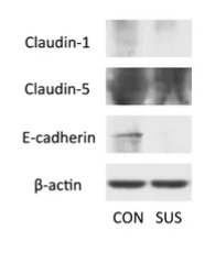 E-cadherin Antibody - FIGURE 2.
