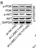 Phospho-PI3K p85 (Tyr458)[Tyr467]/p55 (Tyr199) Antibody - Fig.