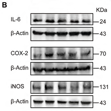 IL6 Antibody - Figure 4.