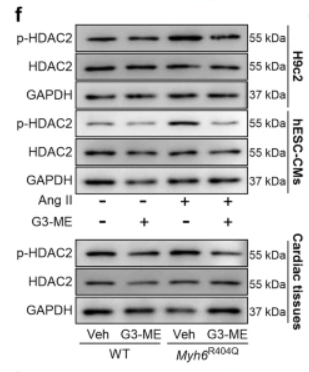 Phospho-HDAC2 (Ser394) Antibody - Fig.