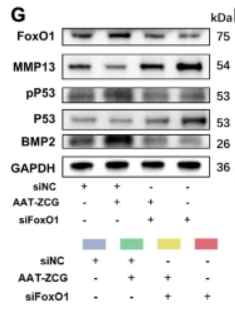 MMP13 Antibody - Fig.