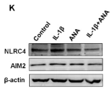 AIM2 Antibody - Fig.