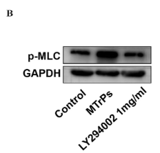 Phospho-MLC2 (Ser15) Antibody - Figure 5.