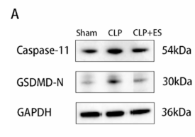 Caspase 4/11 Antibody - Fig.