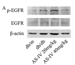 Phospho-EGFR (Tyr1173)[Tyr1197] Antibody - Figure 6 The effects of AS-IV on the EGFR/NF-κB pathway in db/db mice.