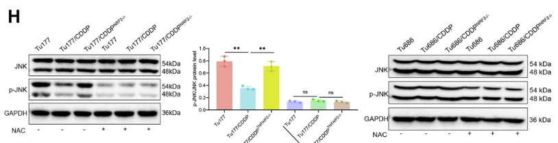 JNK1/2/3 Antibody - Fig.