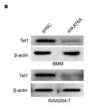 TET1 Antibody - Fig.