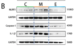 Cleaved-IL-1 beta (Asp116) Antibody - Fig.