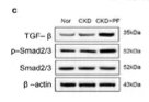 Smad2/3 Antibody - Figure 11.