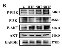 Phospho-PI3K p85 (Tyr458)[Tyr467]/p55 (Tyr199) Antibody - Figure 5 mRNA and protein expression profiles of osteogenesis-related pathway.