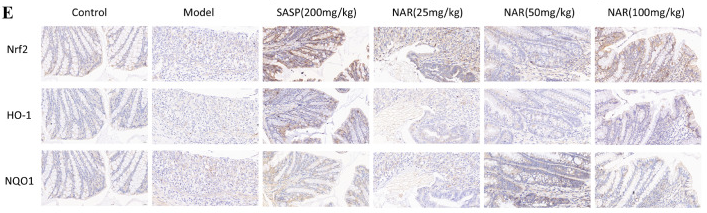 Nrf2 Antibody - Figure 6 .