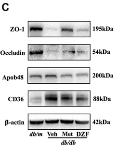 ZO 1 Antibody - FIGURE 4.