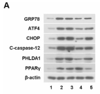 DDIT3/CHOP Antibody - Fig.