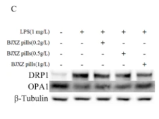 OPA1 Antibody - Fig.