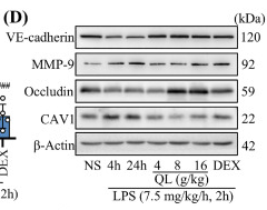 VE-Cadherin Antibody - Fig.