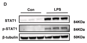 Phospho-STAT1 (Tyr701) Antibody - Fig.