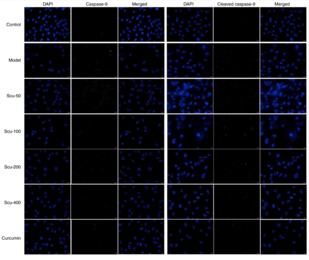Cleaved-Caspase 9 (Asp353) Antibody - Figure 4 - Protein expression levels of caspase-9 and cleaved caspase-9 determined by immunofluorescence.