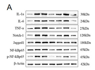 IL6 Antibody - Figure 3 PPPs reduced IL-1α, IL-6, TNF-α, Notch1, Jagged1 and NF-κBp65 protein expression in the SD rats with C.