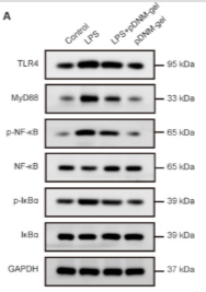 Phospho-NF-kB p65 (Ser536) Antibody - Figure 5 Changes in expression of TLR4/MyD88/NF-κB signaling pathway components in RAW264.
