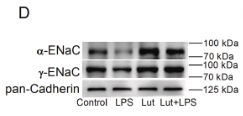 pan Cadherin Antibody - Fig.