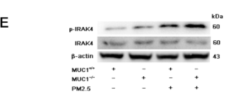Phospho-IRAK4 (Thr345/Ser346) Antibody - Figure 2.