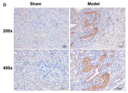 Inhibin beta A Antibody - Fig.