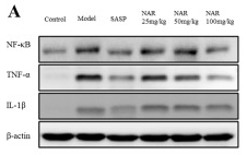 NF-kB p65 Antibody - Figure 7 .