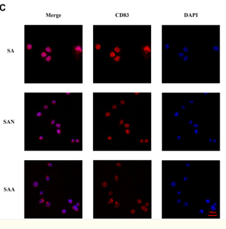 CD83 Antibody - Figure 3.