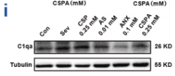 C1QA Antibody - Fig.
